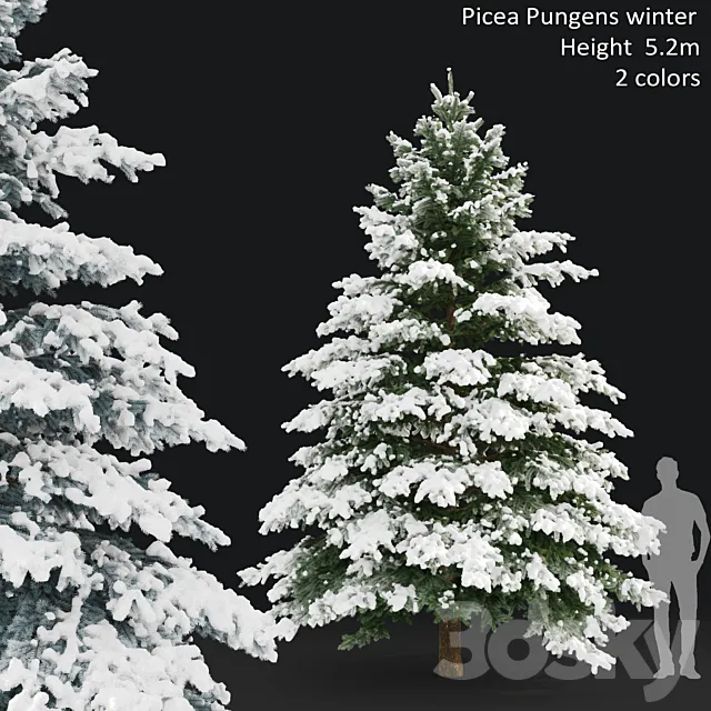 Winter spruce 3D Model