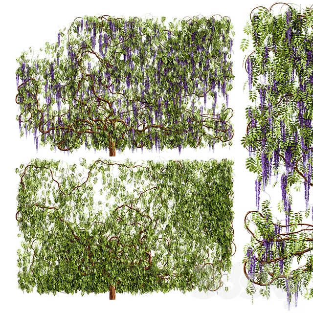 Wisteria wisteria plant 3D Model