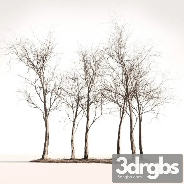 Wood Spring Autumn 1 3D Model Free