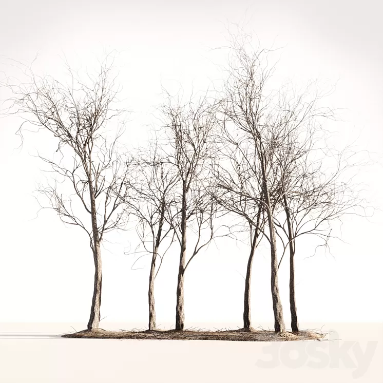 Wood Spring Autumn 3D Model