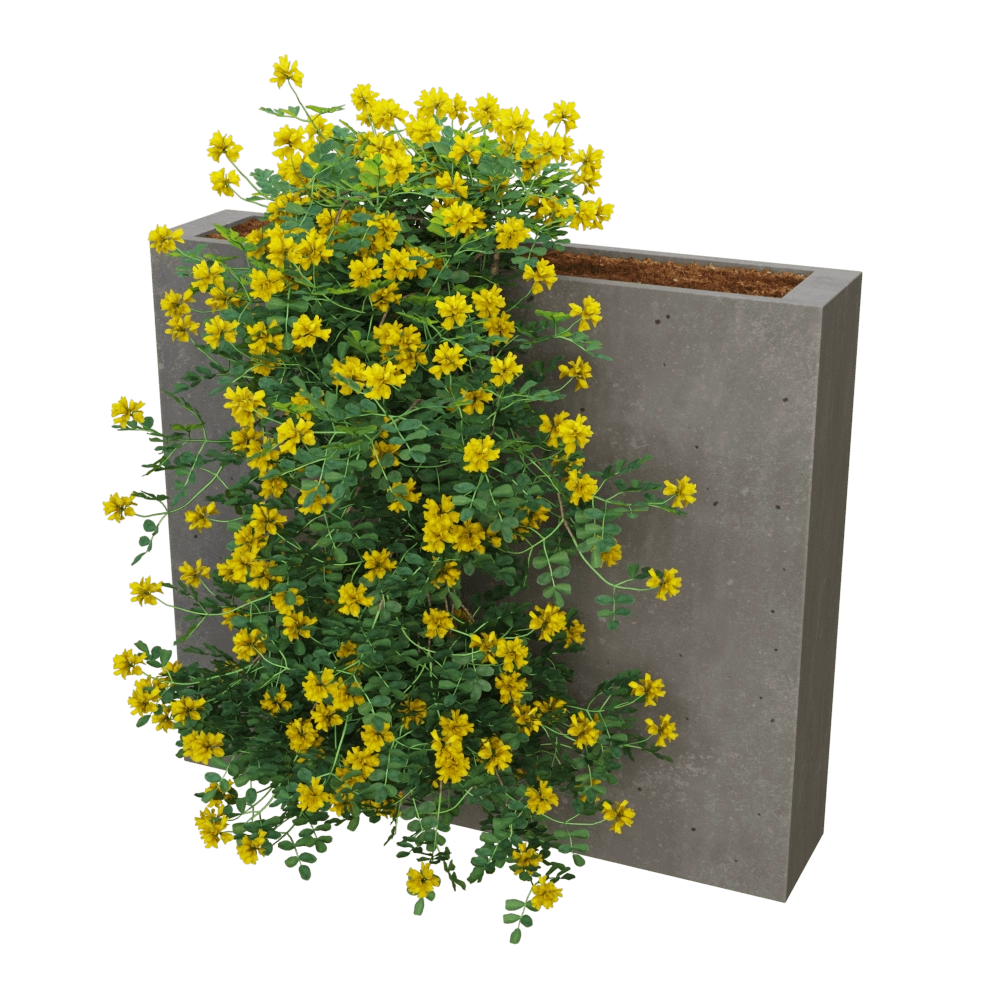Woodled - Coronilla glauca 6 3D Model