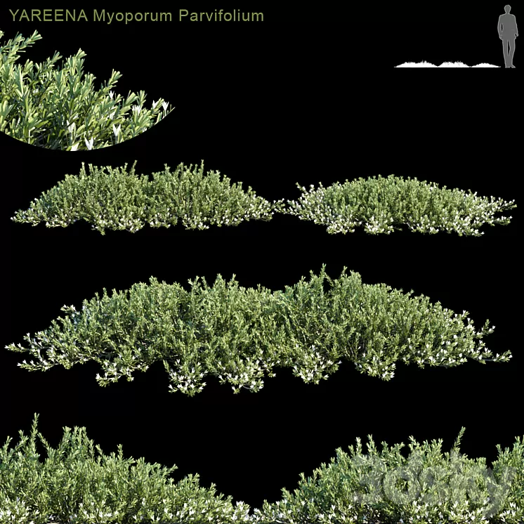 YAREENA Myoporum Parvifolium 3D Model