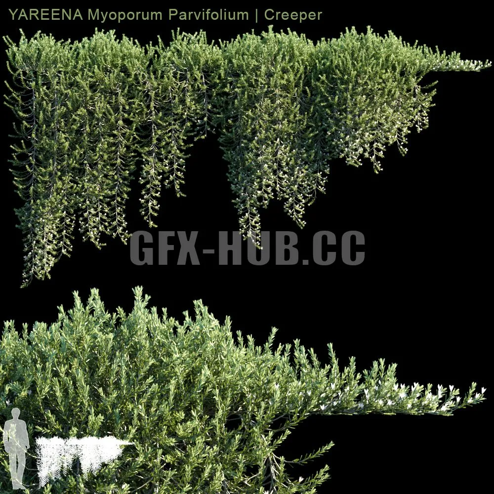 YAREENA Myoporum Parvifolium creeper 3D Model