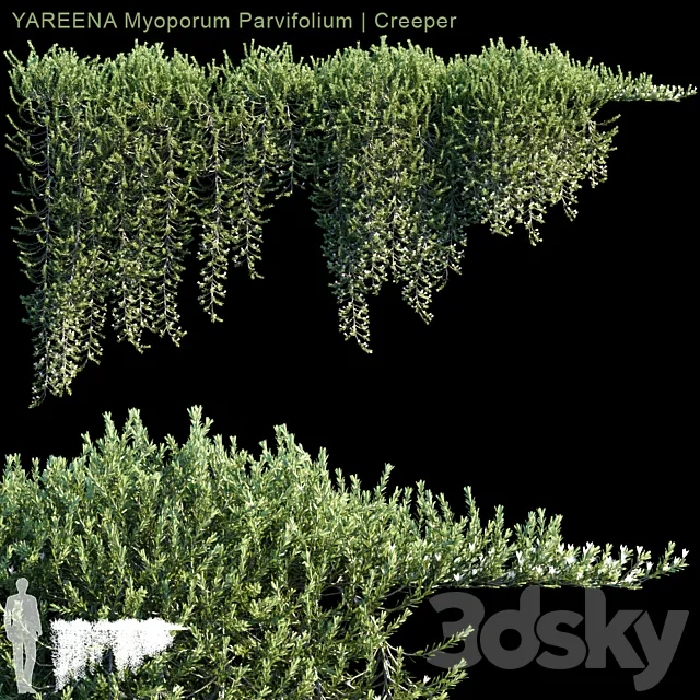 YAREENA Myoporum Parvifolium creeper | 5 module 3D Model