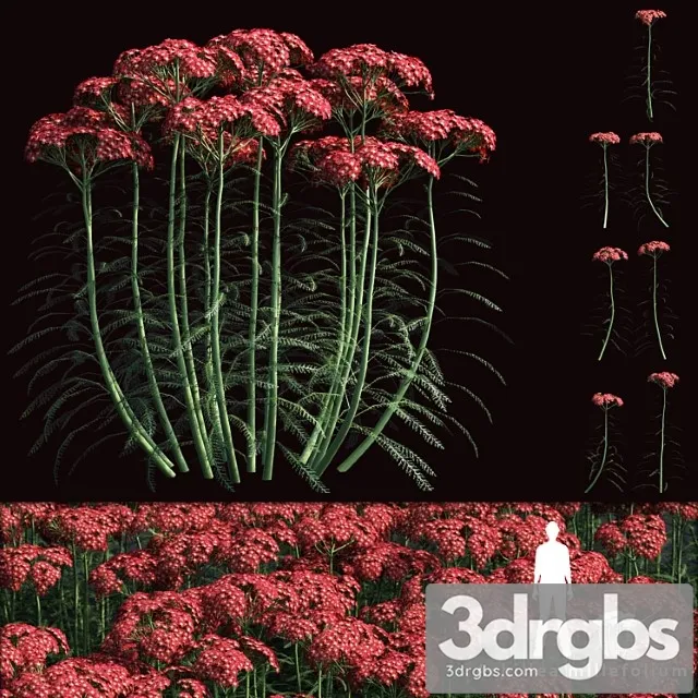 Yarrow Common Flowers Achillea Millefolium 3D Model Free