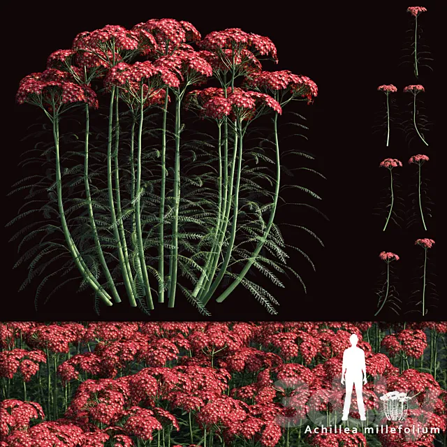 Yarrow flowers | Achillea millefolium 3D Model