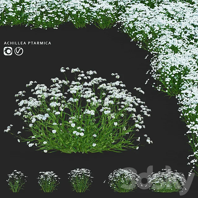 Yarrow ptarmica flowers | Achillea ptarmica 3D Model