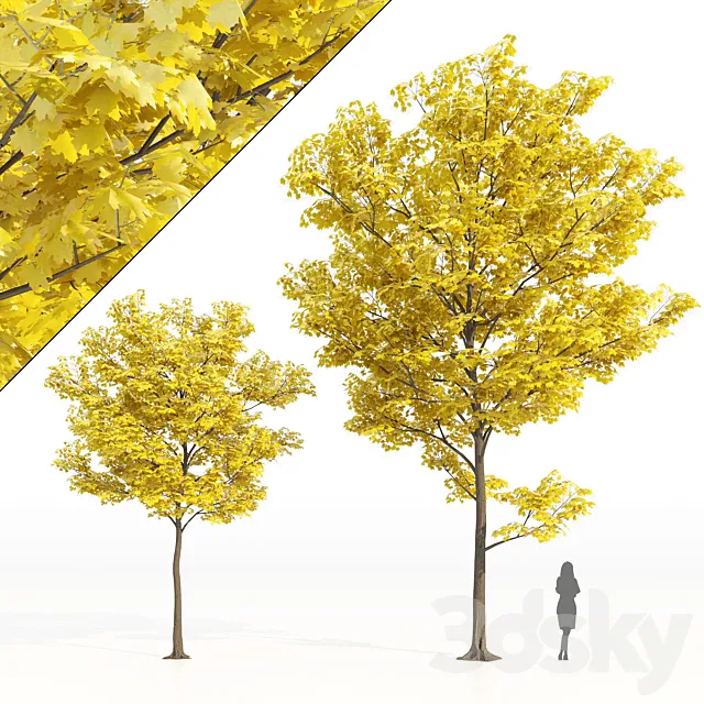 Yellow leaf trees 3D Model