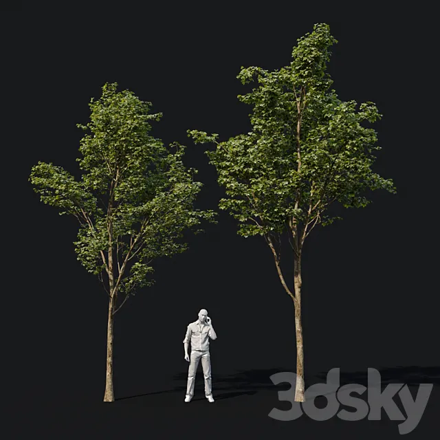Young maples 3D Model