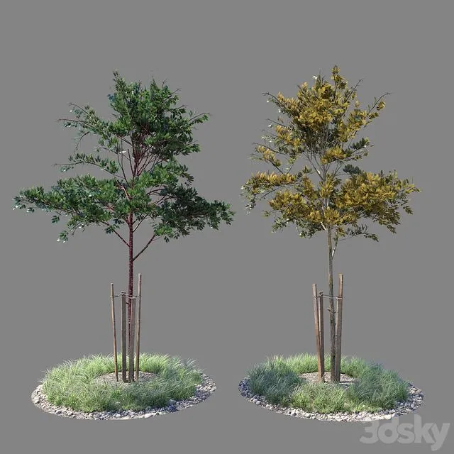 Young tree 01 (two versions) 3D Model
