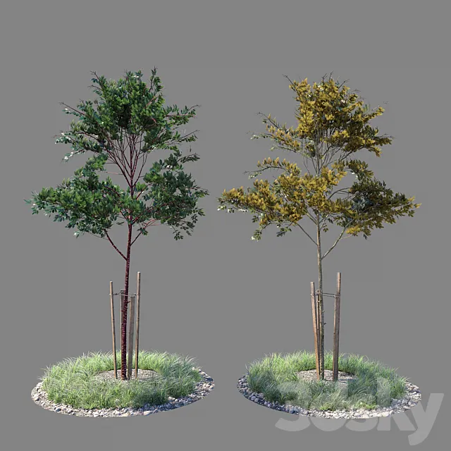 Young tree 02 3D Model