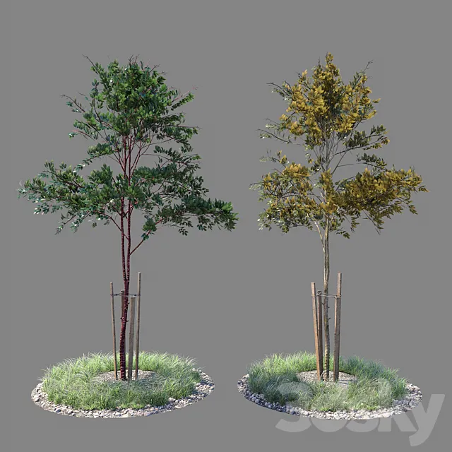Young tree 03 3D Model