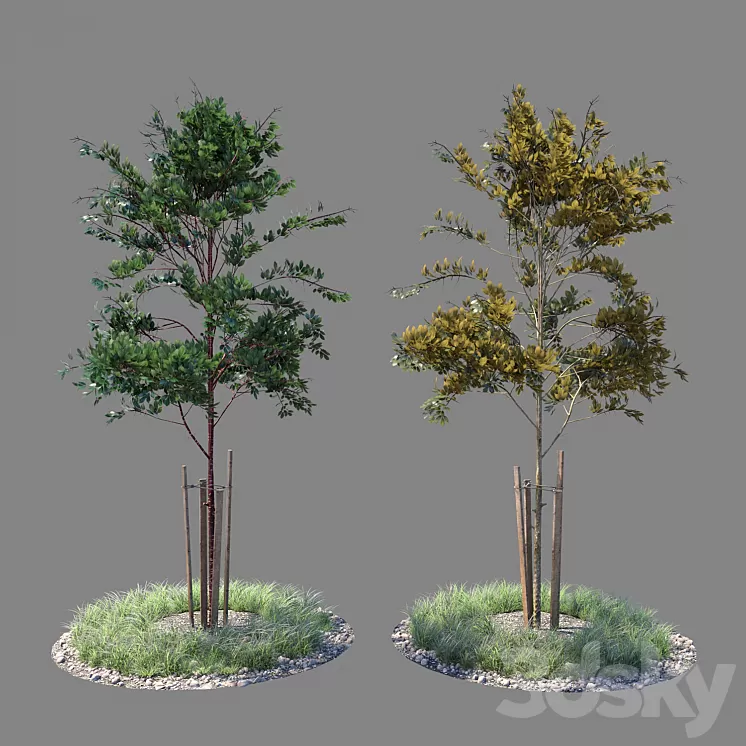 Young tree 04
