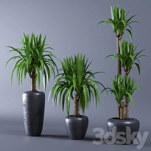 Yucca 3DModel