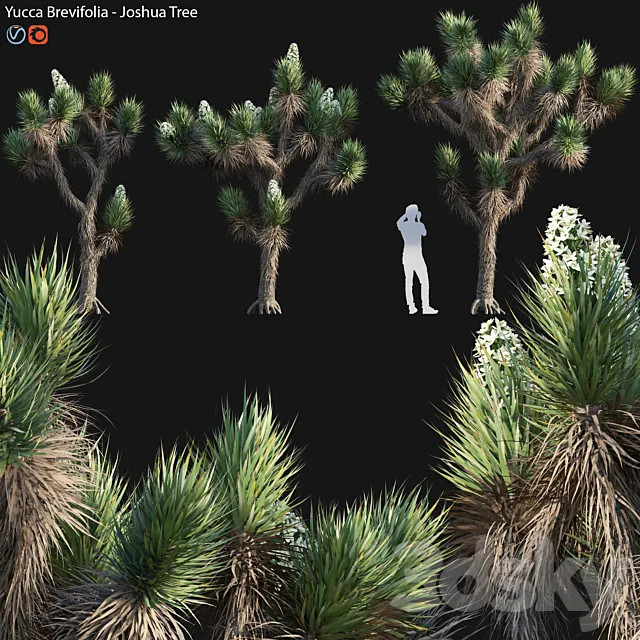 Yucca Brevifolia - Joshua Tree - 02 3D Model
