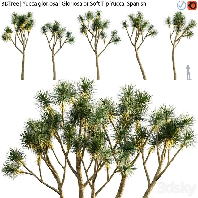 Yucca gloriosa Gloriosa or Soft-Tip Yucca Spanish 3D Model