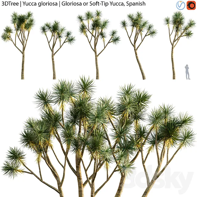 Yucca gloriosa | Gloriosa or Soft-Tip Yucca Spanish Free Download