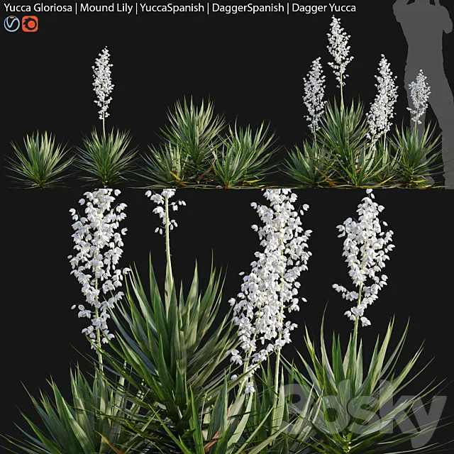 Yucca gloriosa - Mound Lily 3D Model