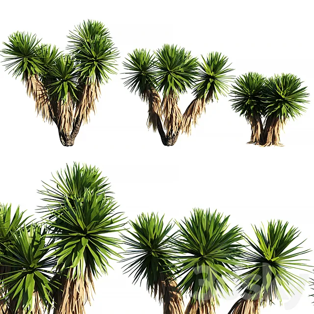 Yucca Plants 2 (3 MODEL) 3D Model