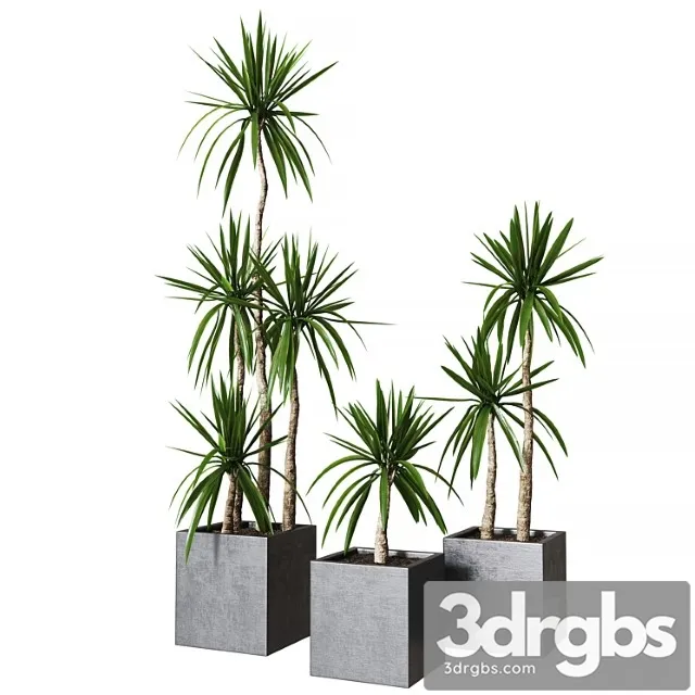 Yucca Pot 01 Collection Of Plants 03 3D Model Free