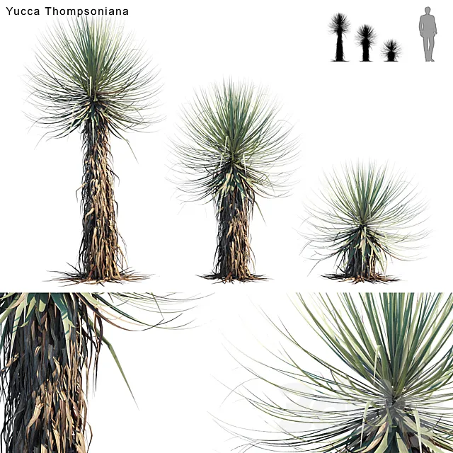 Yucca Thompsoniana | Beaked yucca 3D Model