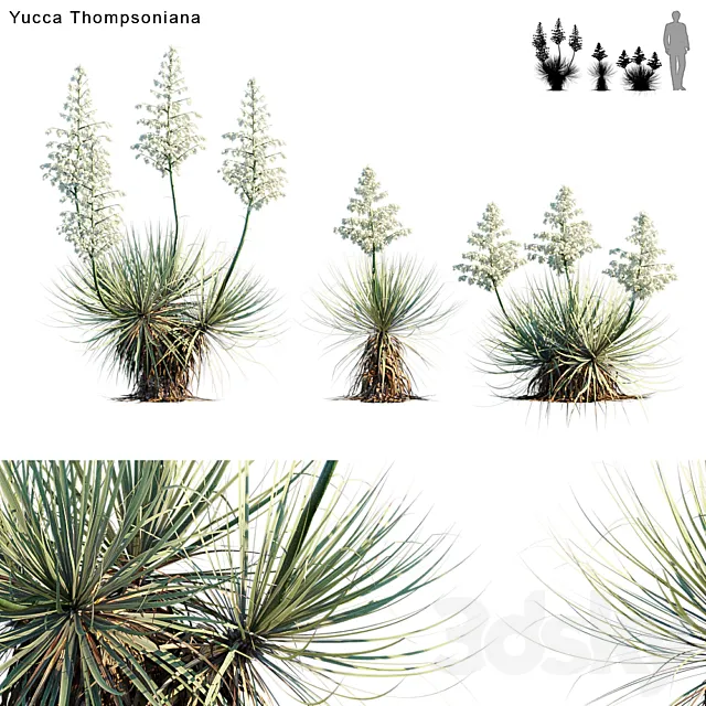 Yucca Thompsoniana | Beaked yucca flower 3D Model